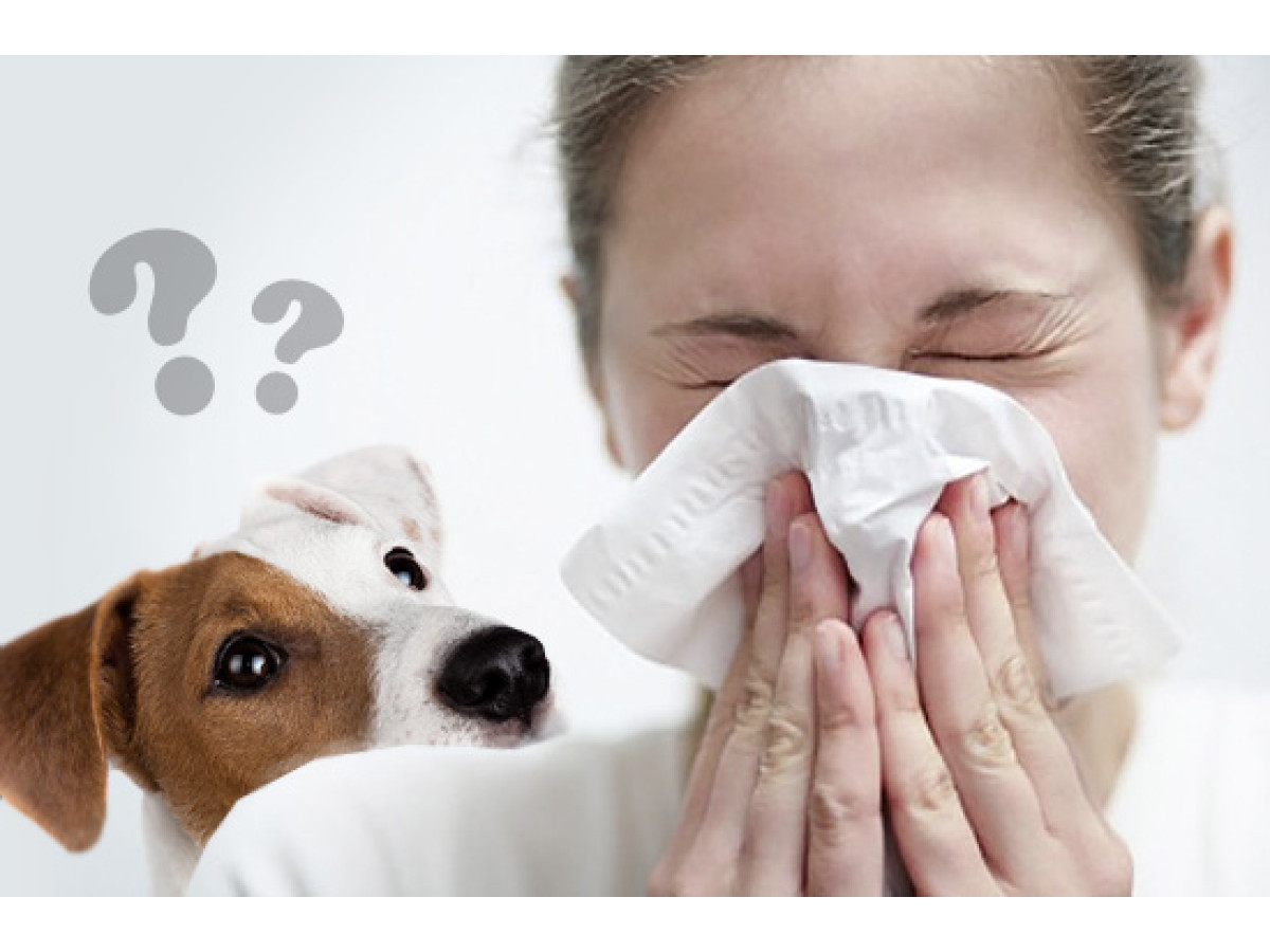 Алергія на вовну