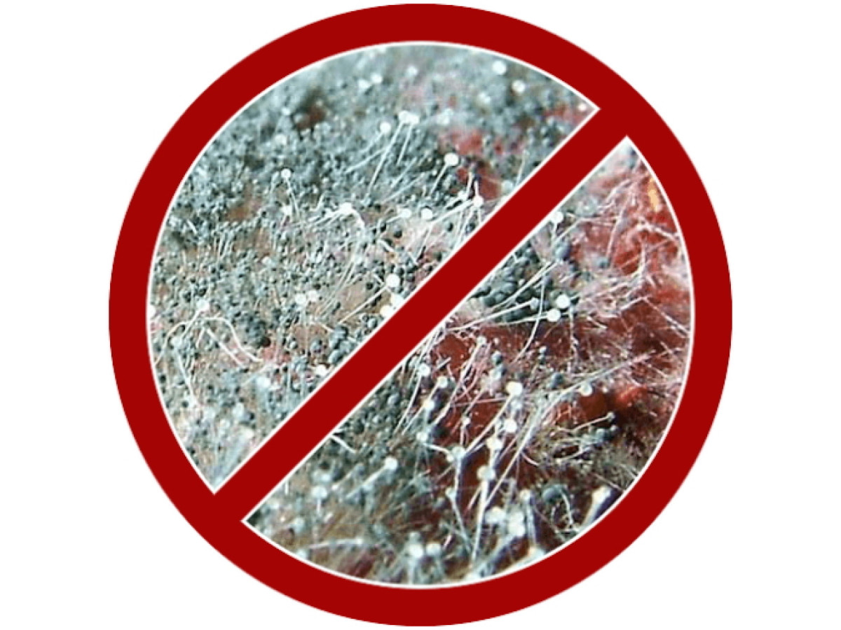 Пліснява. Причини утворення. Ефективна боротьба