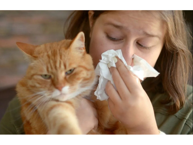 Алергія на шерсть – способи боротьби